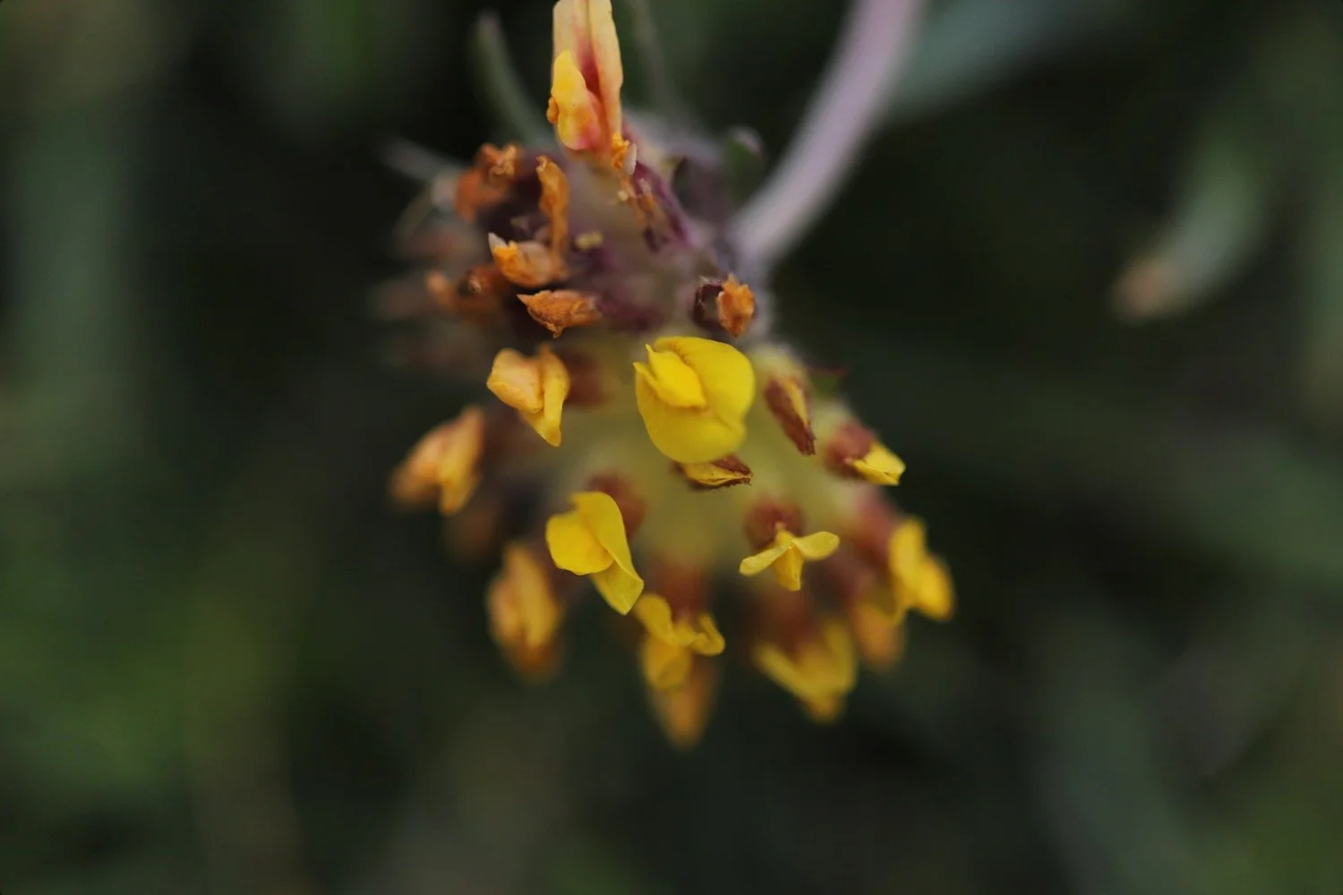 wildflowers 12.jpeg