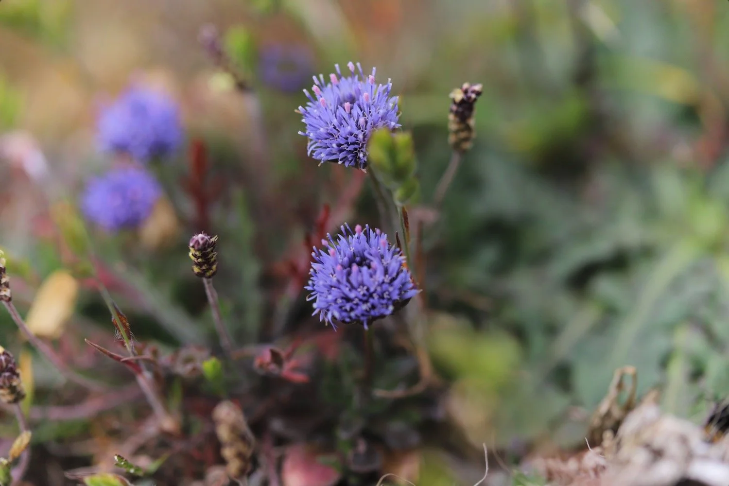 wildflowers 13.jpeg