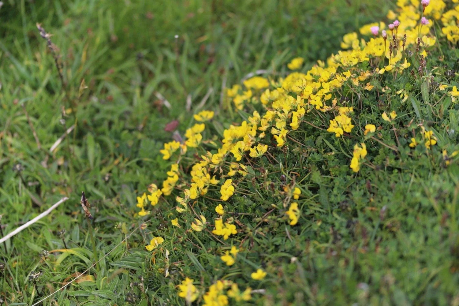 wildflowers 14.jpeg