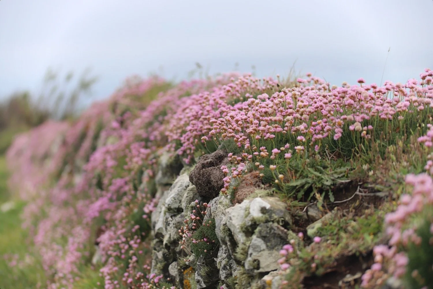 wildflowers 15.jpeg