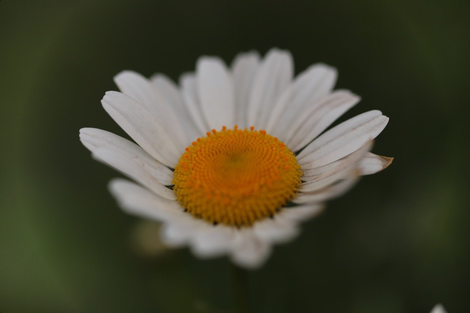 wildflowers 16.jpeg