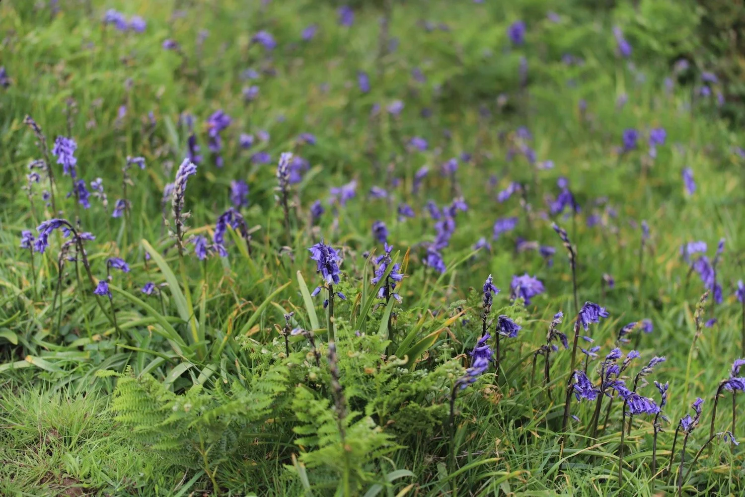 wildflowers 17.jpeg