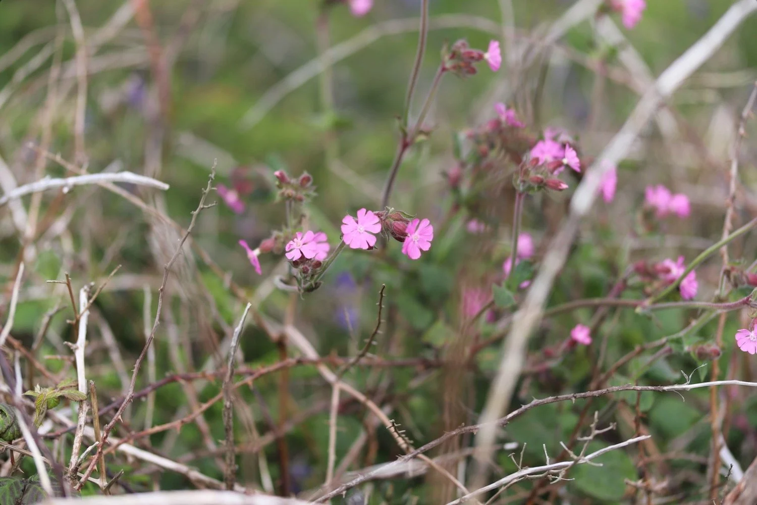 wildflowers 18.jpeg