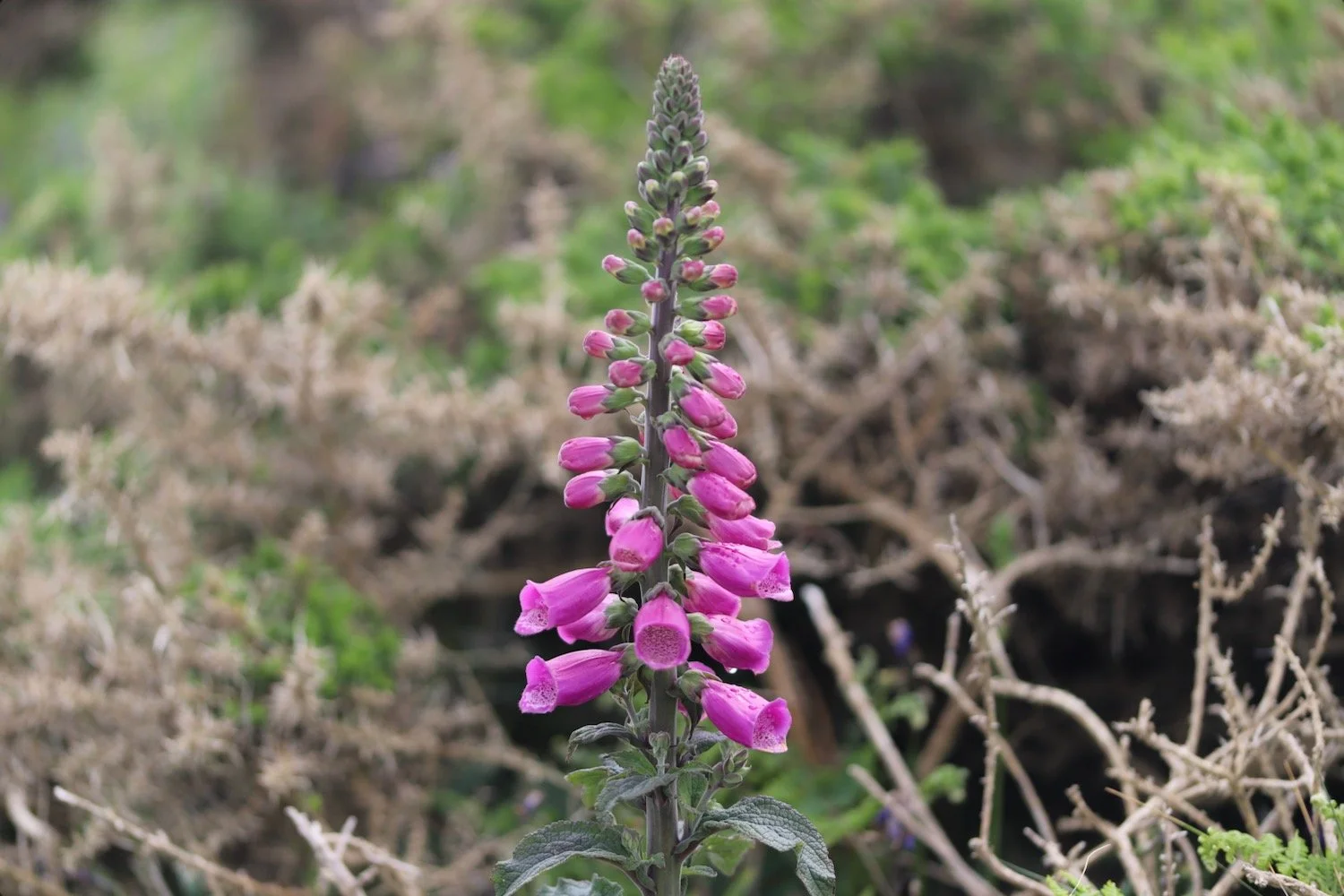 wildflowers 19.jpeg