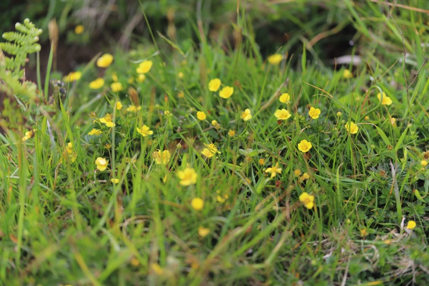 wildflowers 20.jpeg