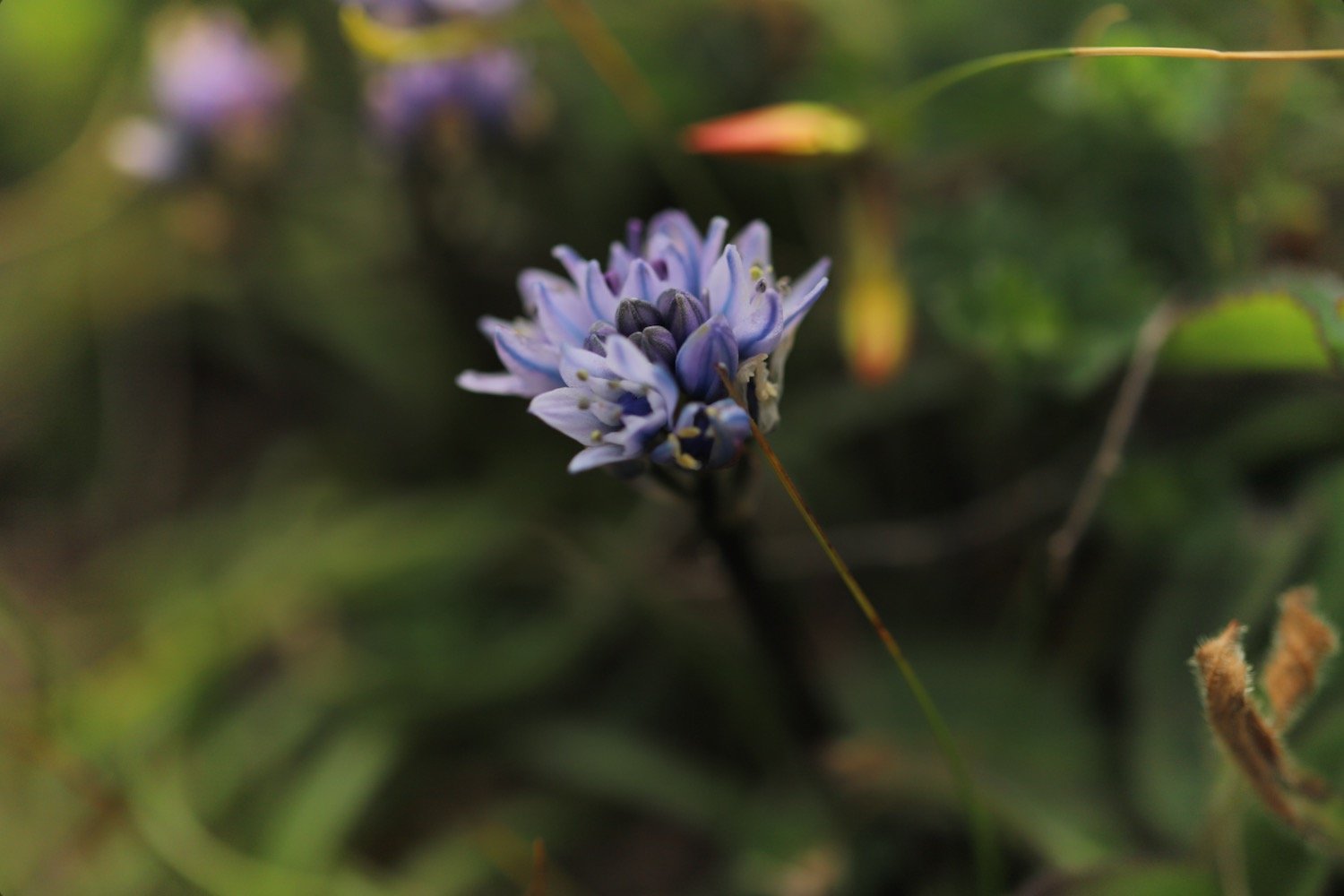 wildflowers 21.jpeg