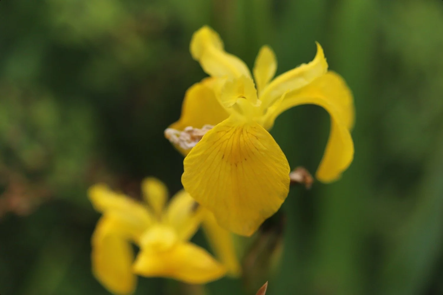 wildflowers 22.jpeg