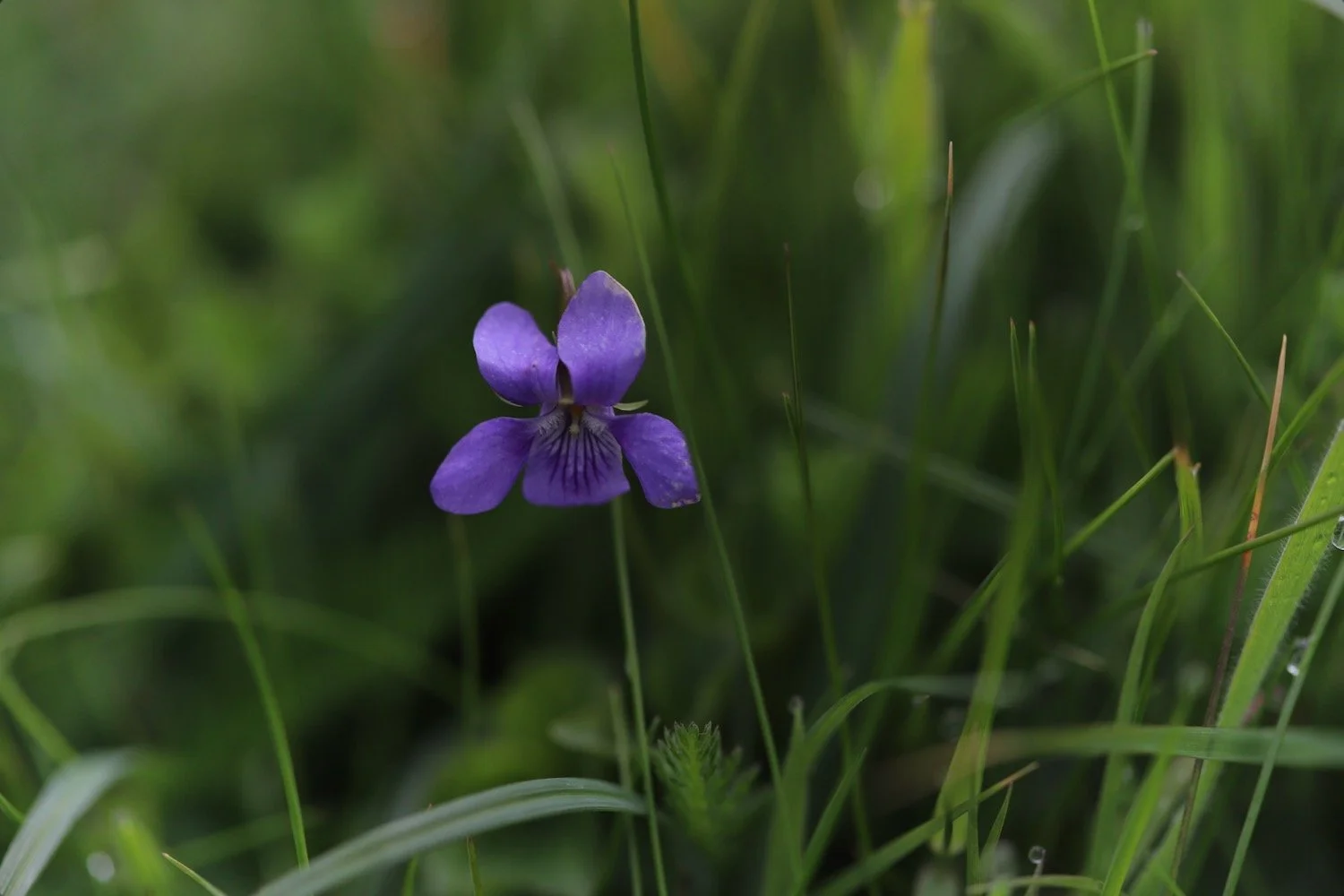 wildflowers 23.jpeg