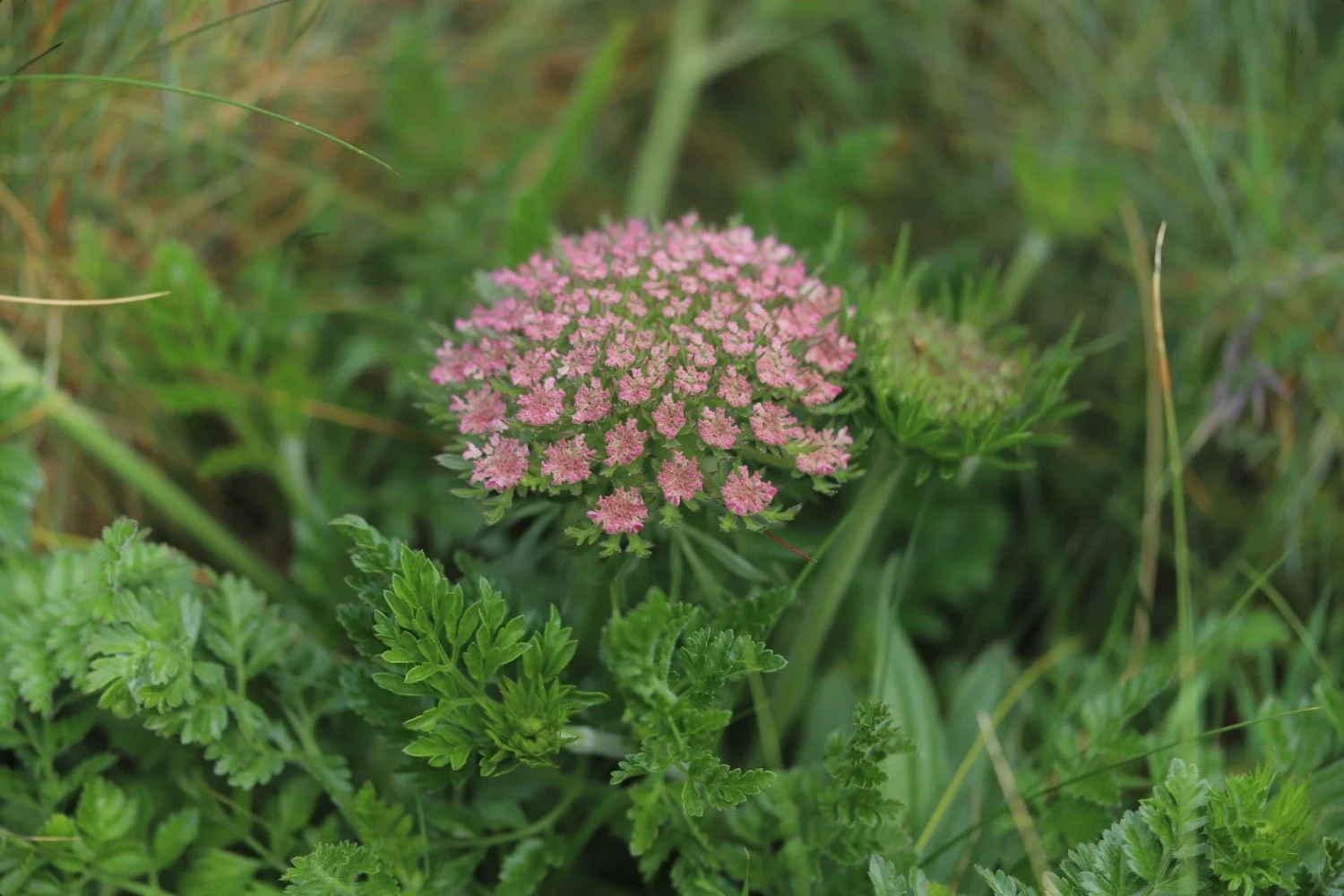 wildflowers 24.jpeg