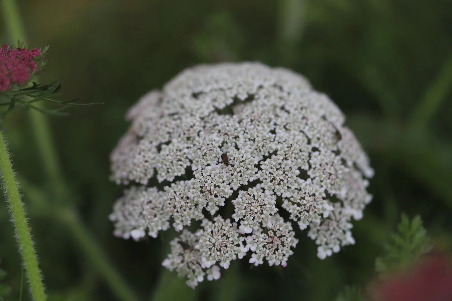 wildflowers 25.jpeg