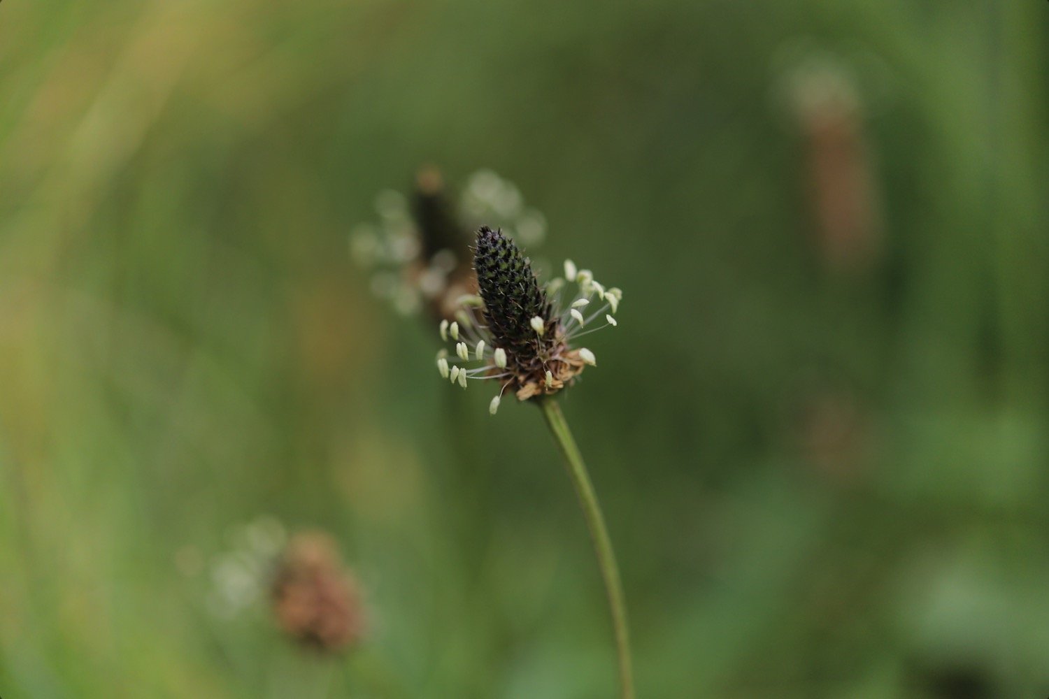 wildflowers 26.jpeg