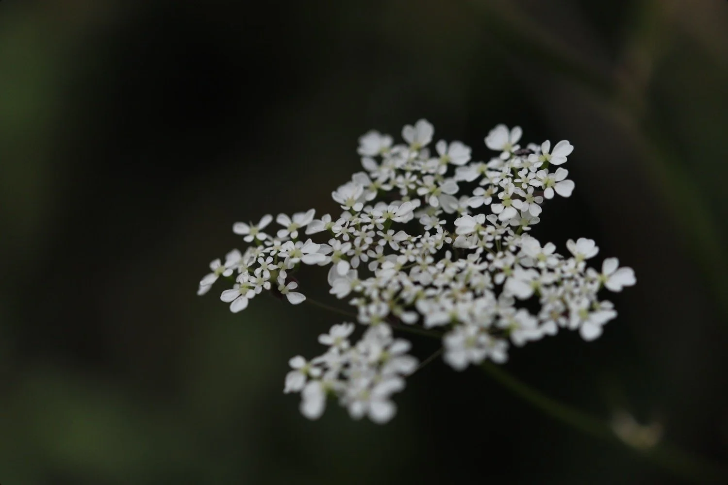 wildflowers 27.jpeg