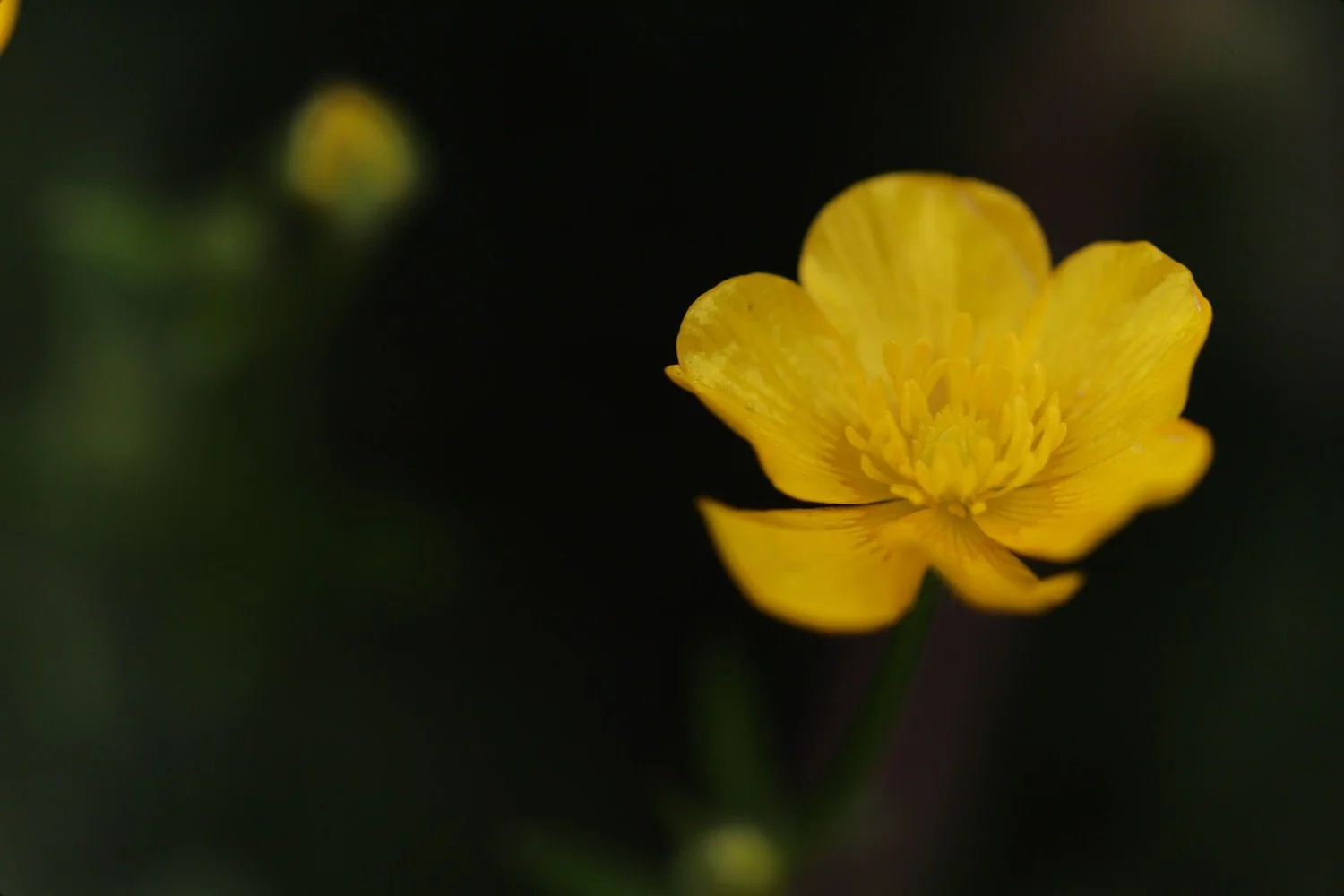 wildflowers 28.jpeg