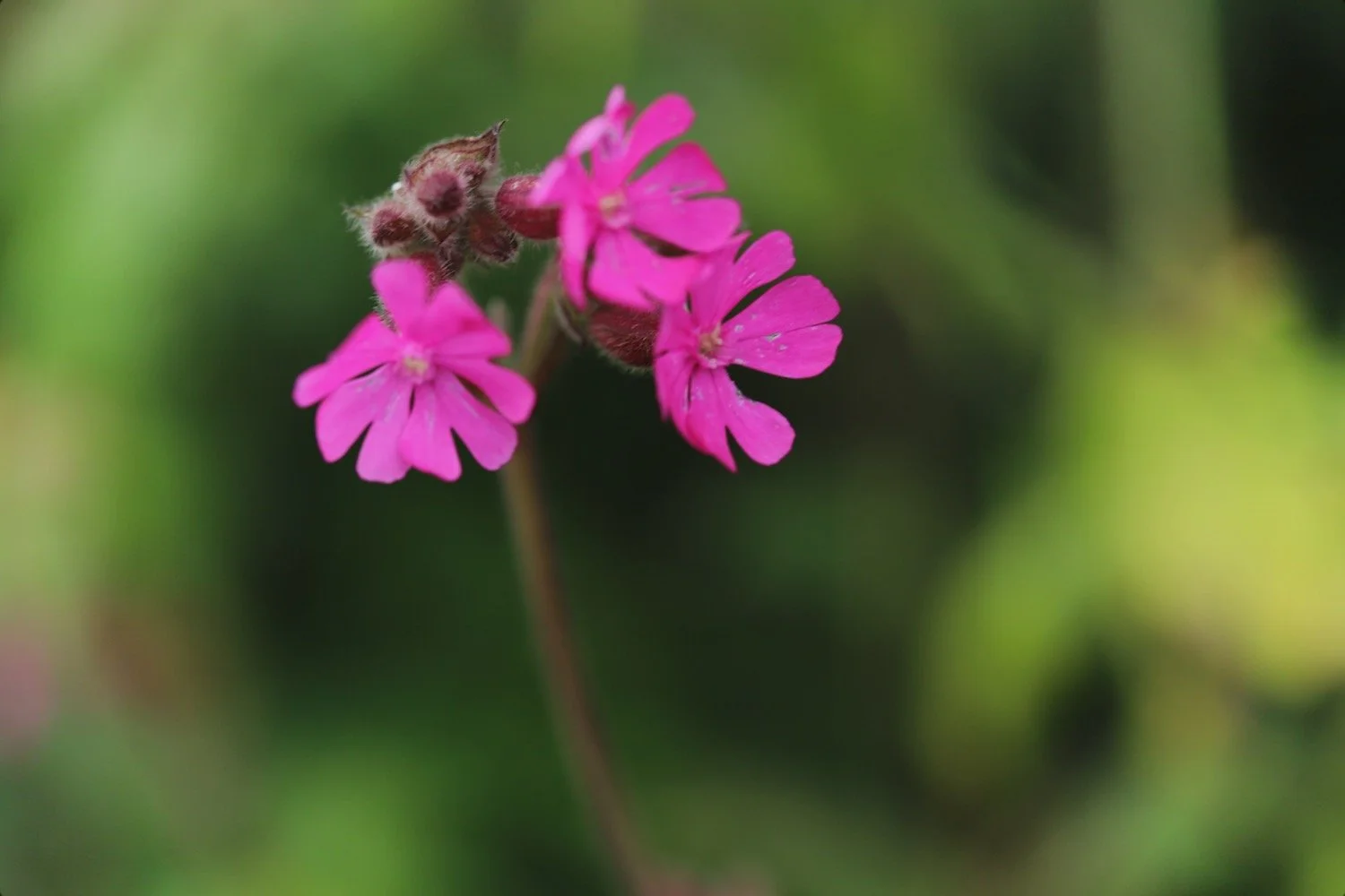 wildflowers 29.jpeg