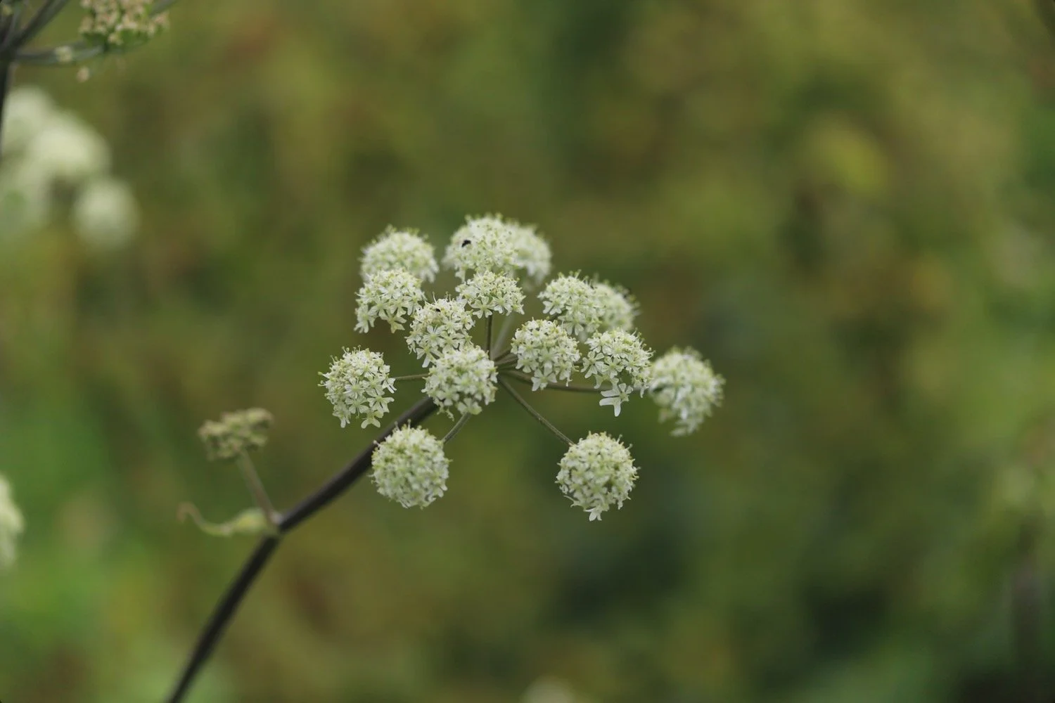 wildflowers 32.jpeg