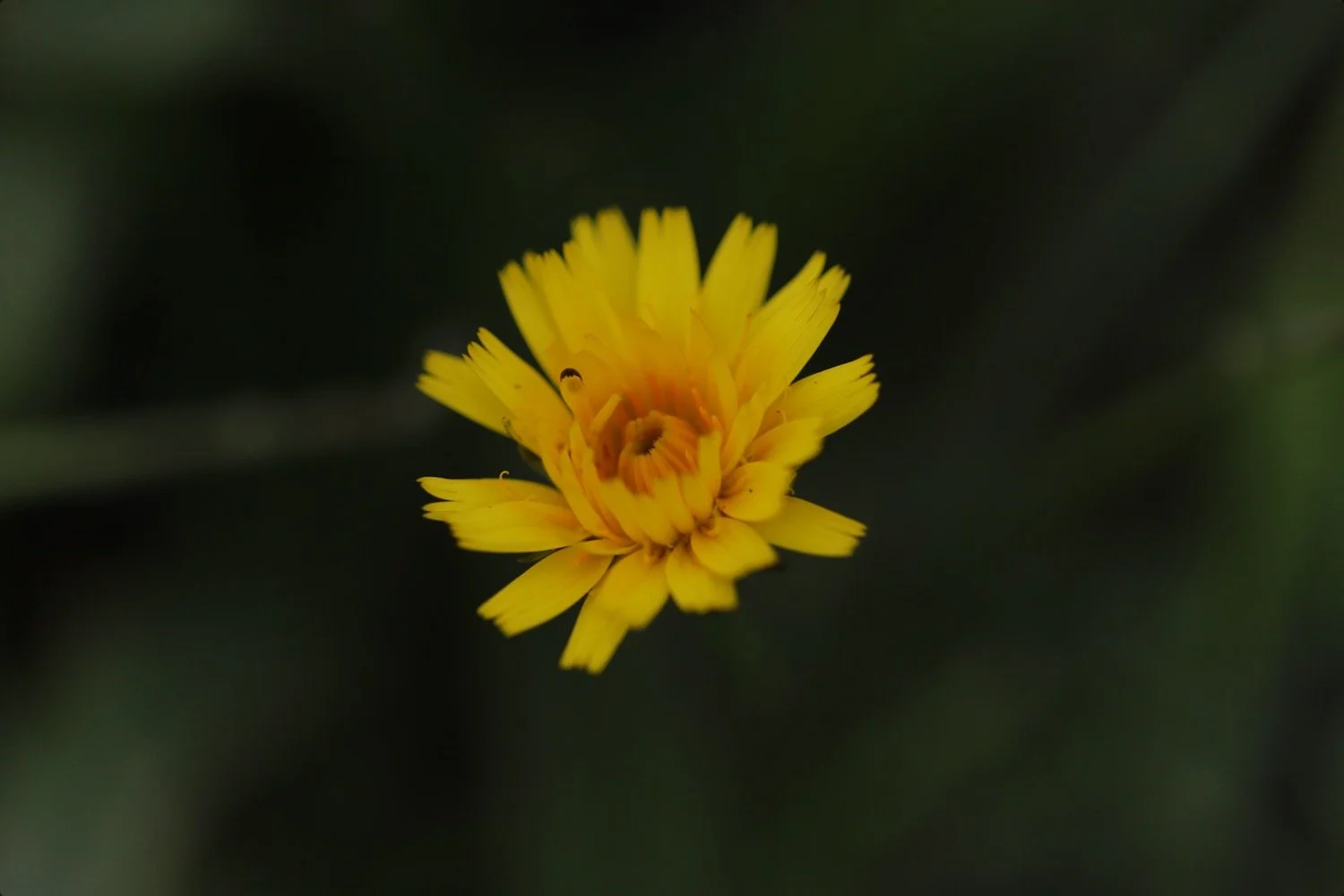 wildflowers 33.jpeg