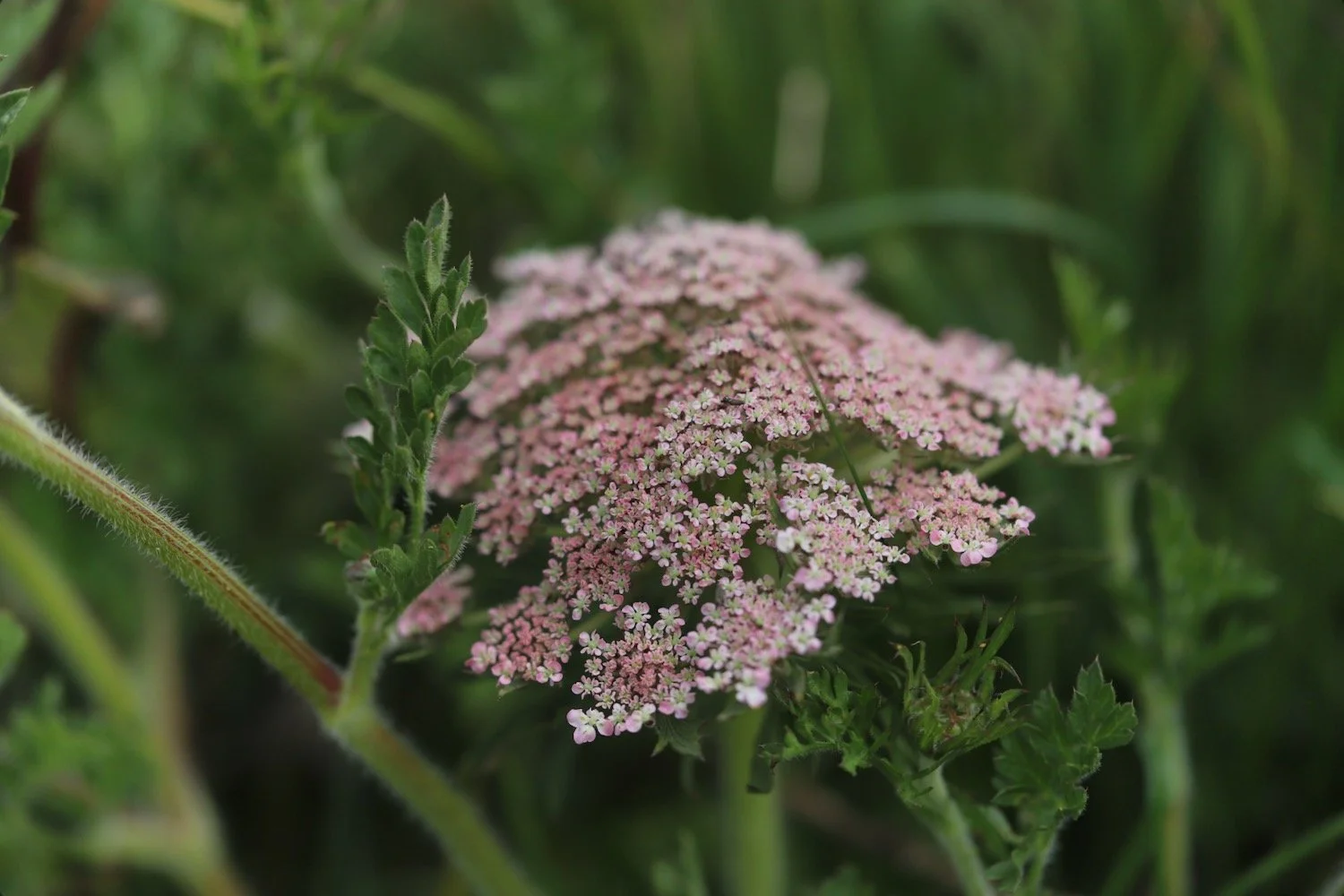 wildflowers 34.jpeg