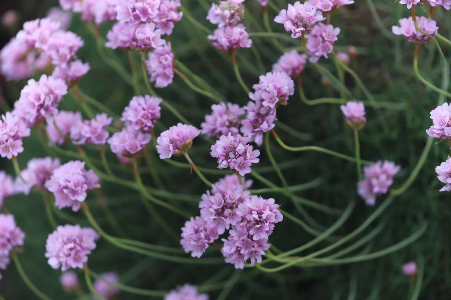 wildflowers 35.jpeg