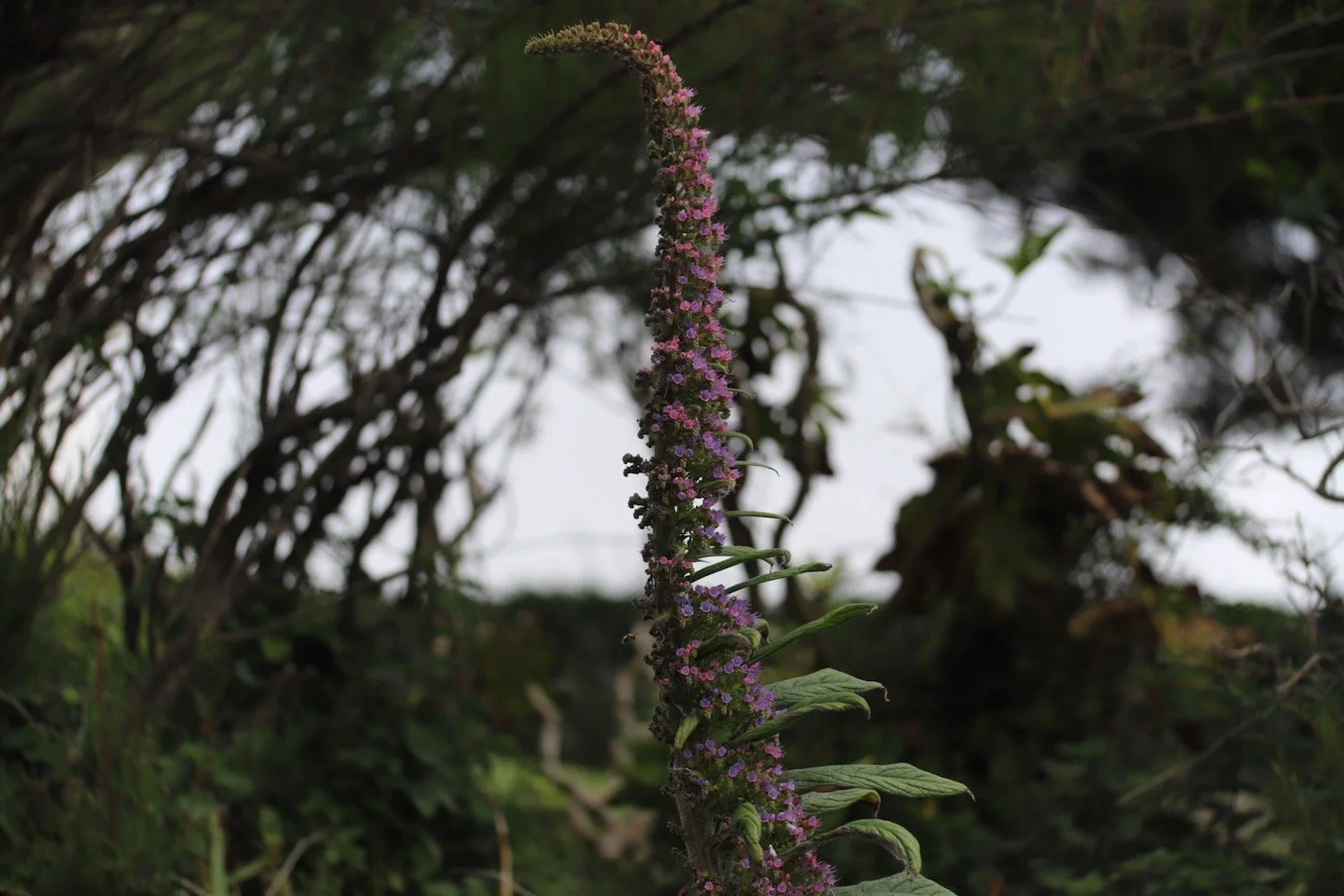 wildflowers 41.jpeg