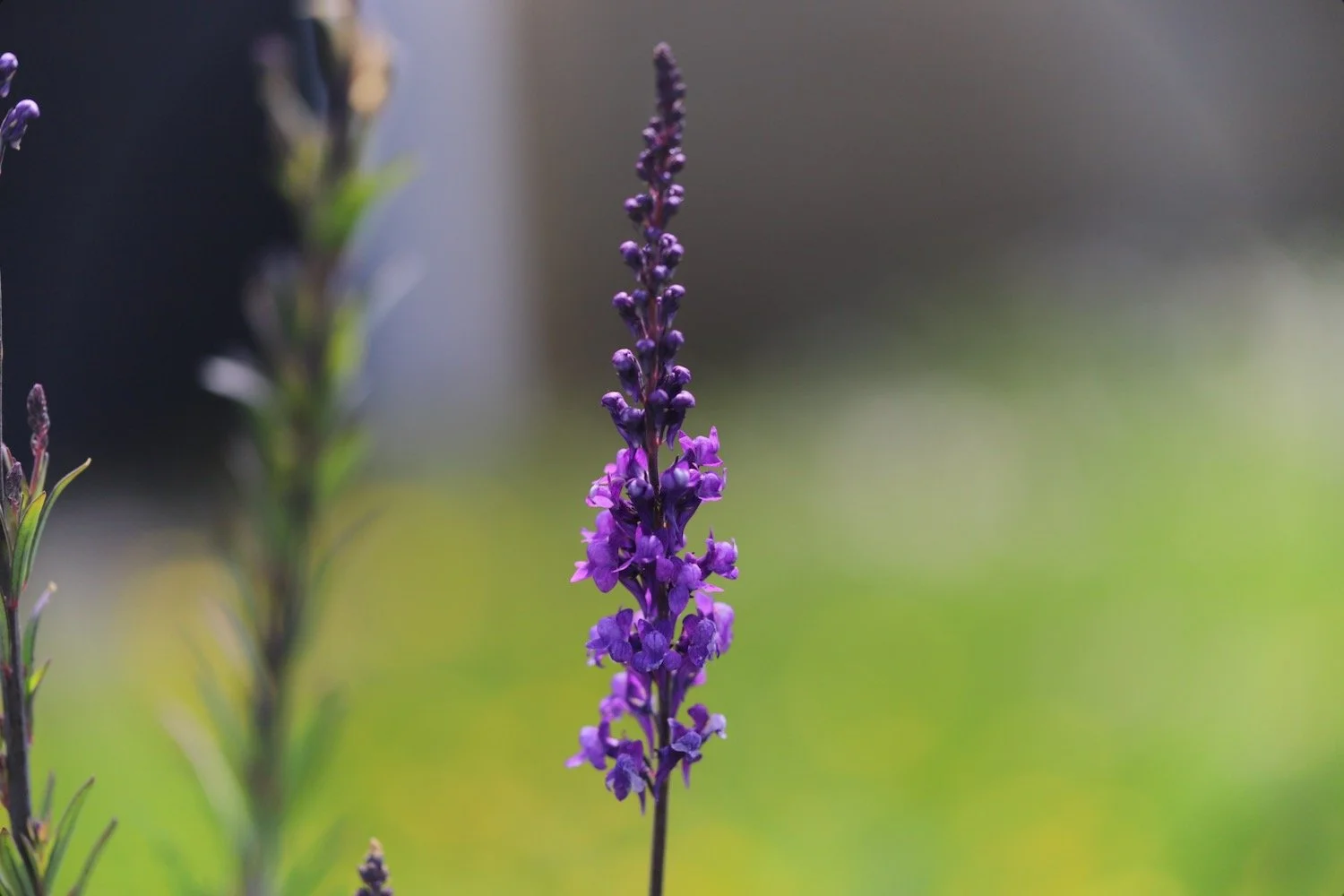 wildflowers 42.jpeg