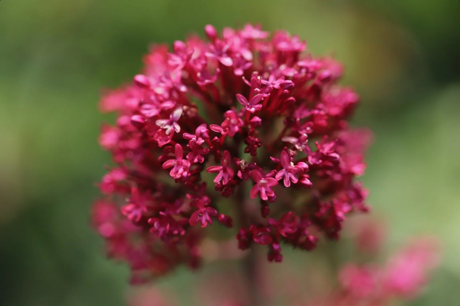 wildflowers 43.jpeg