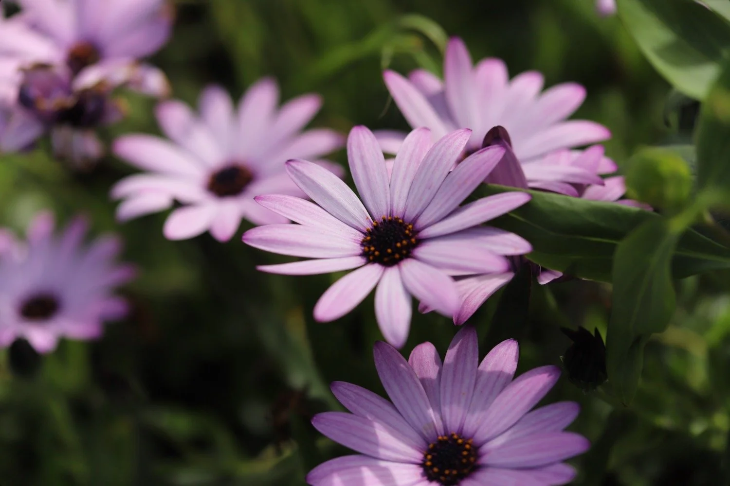wildflowers 44.jpeg