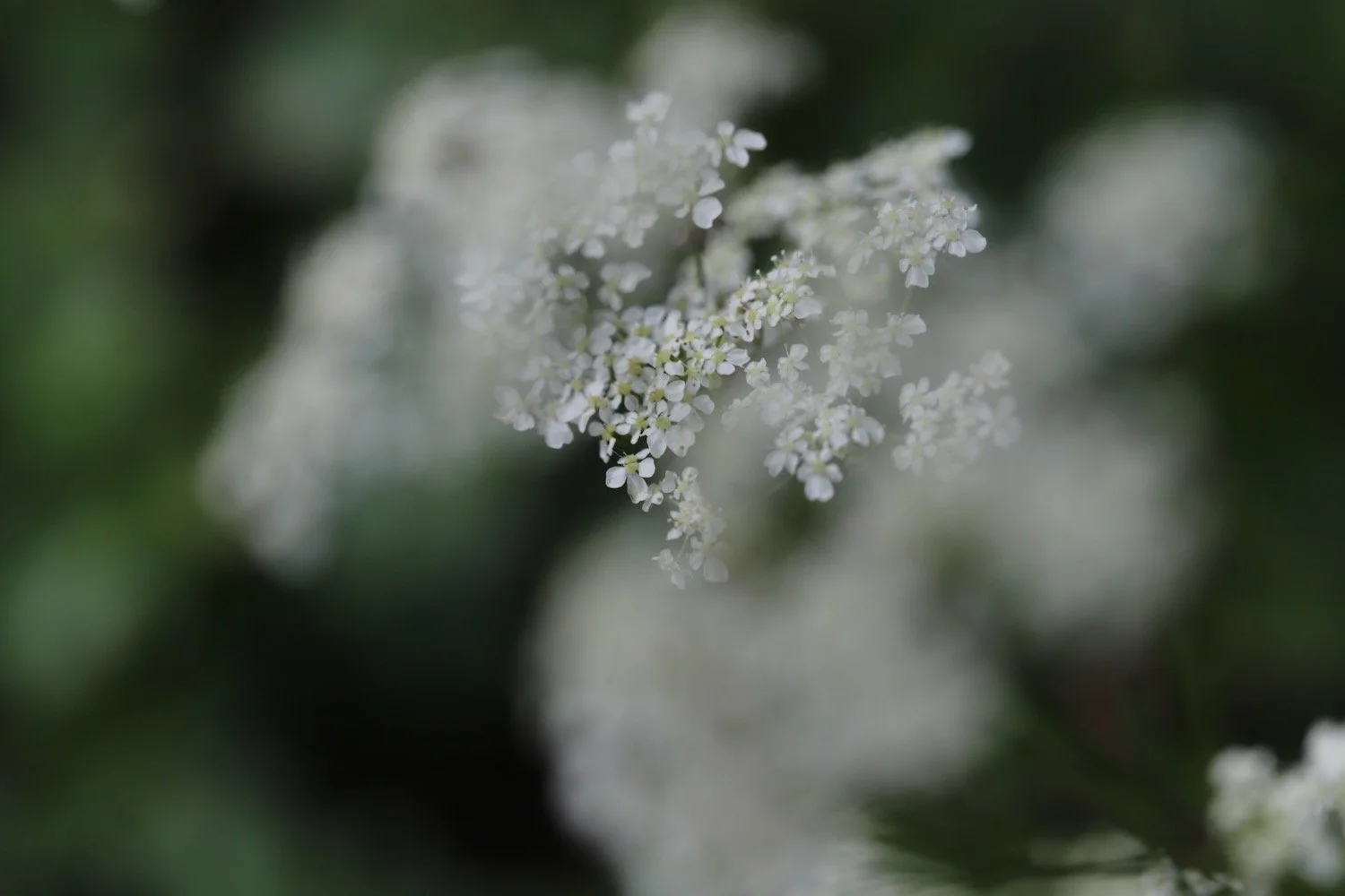wildflowers 1.jpeg