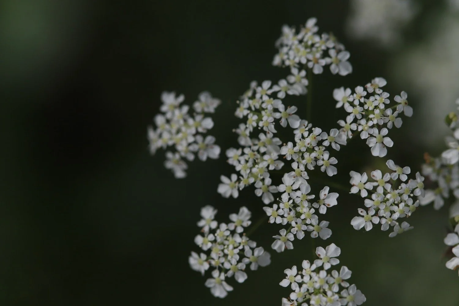 wildflowers 2.jpeg