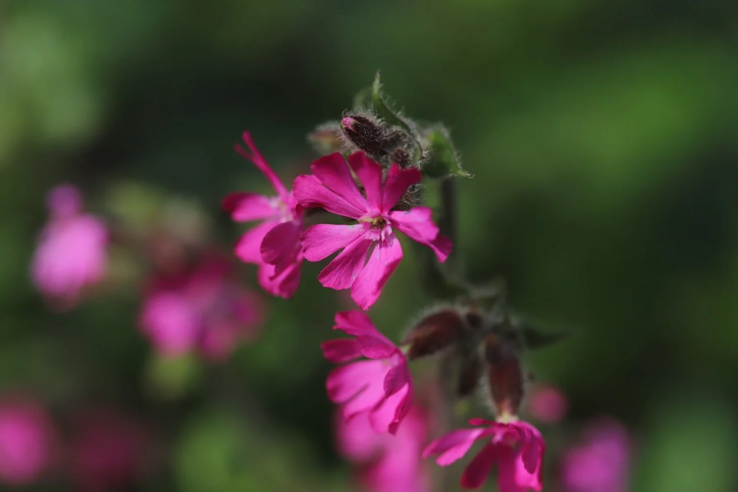 wildflowers 4.jpeg