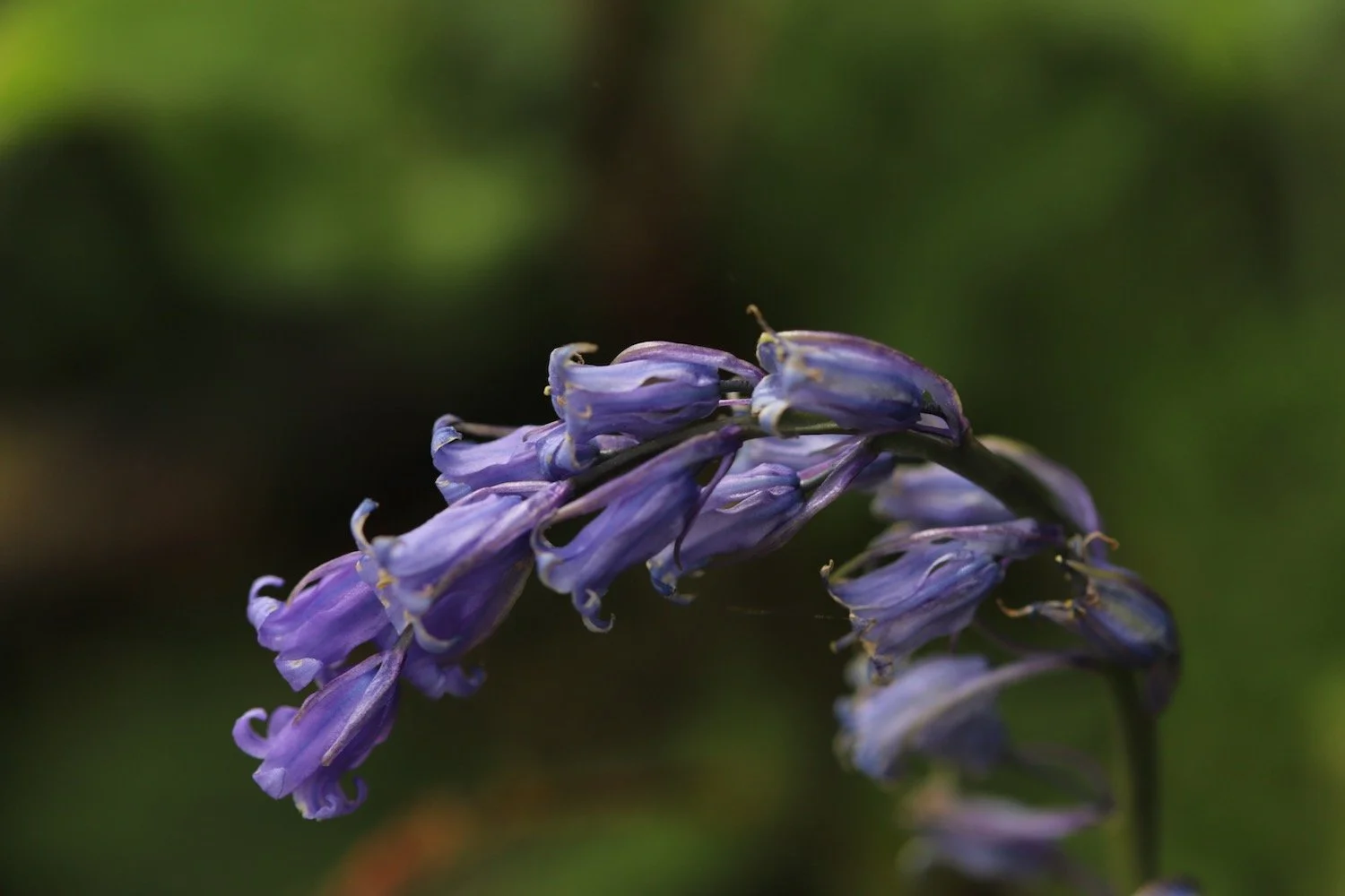 wildflowers 5.jpeg