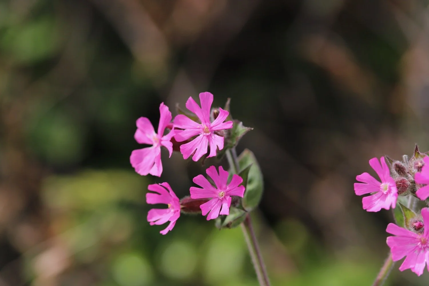 wildflowers 6.jpeg
