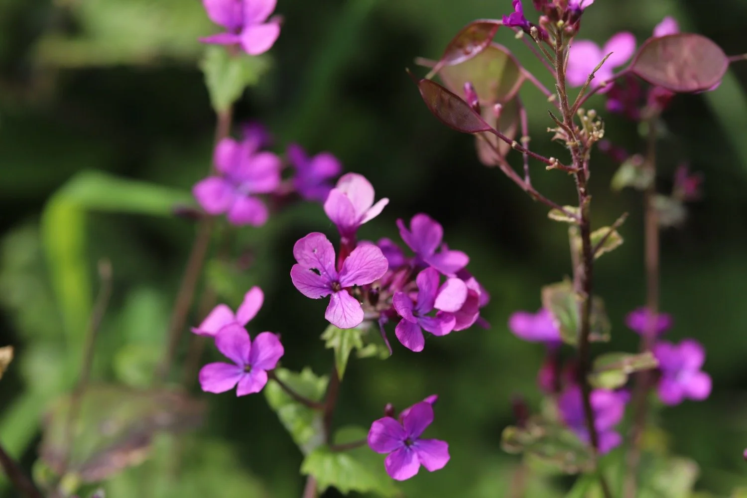 wildflowers 7.jpeg