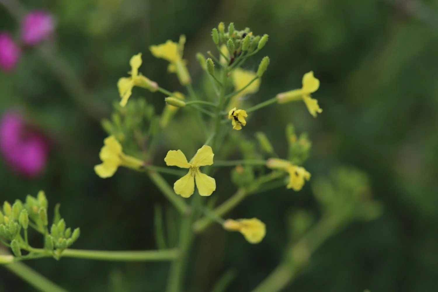 wildflowers 8.jpeg