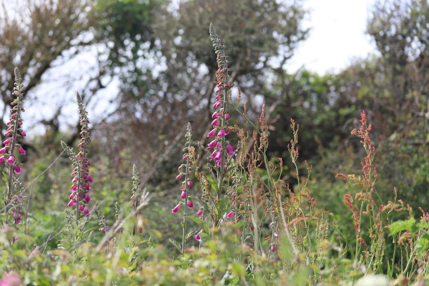 wildflowers 9.jpeg