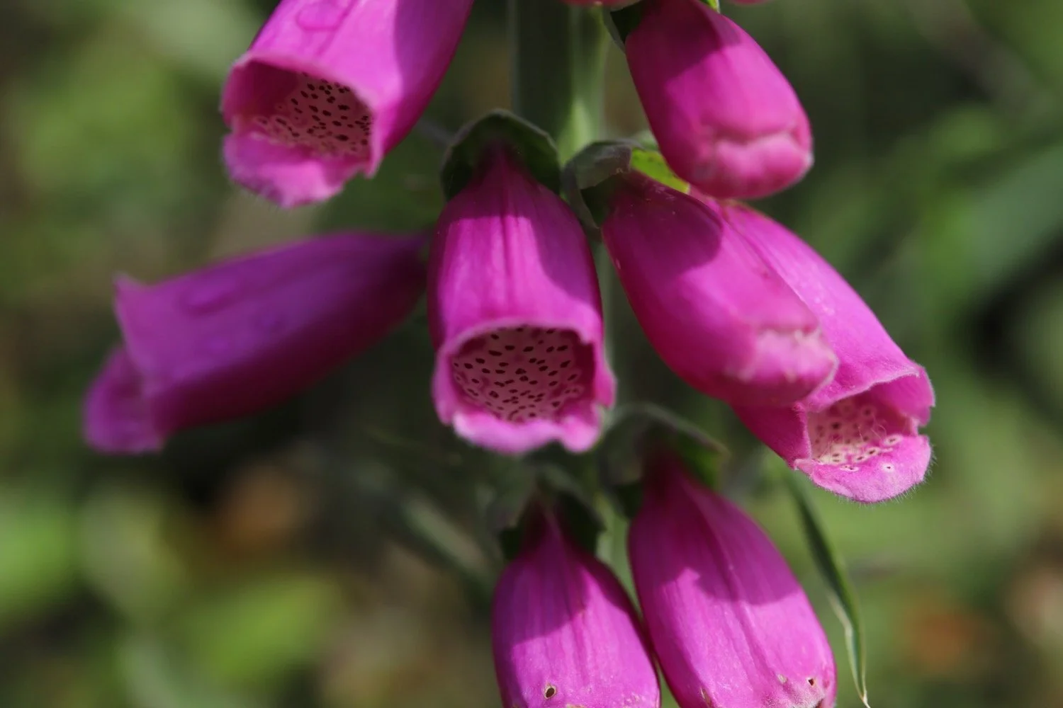 wildflowers 10.jpeg
