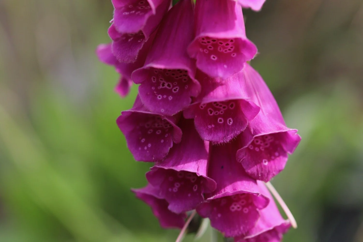 wildflowers 11.jpeg