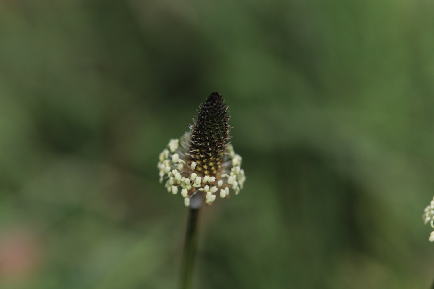 wildflowers 12.jpeg