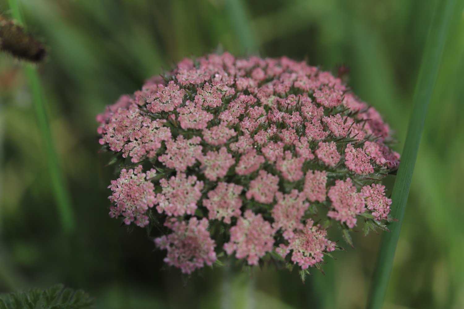 wildflowers 13.jpeg