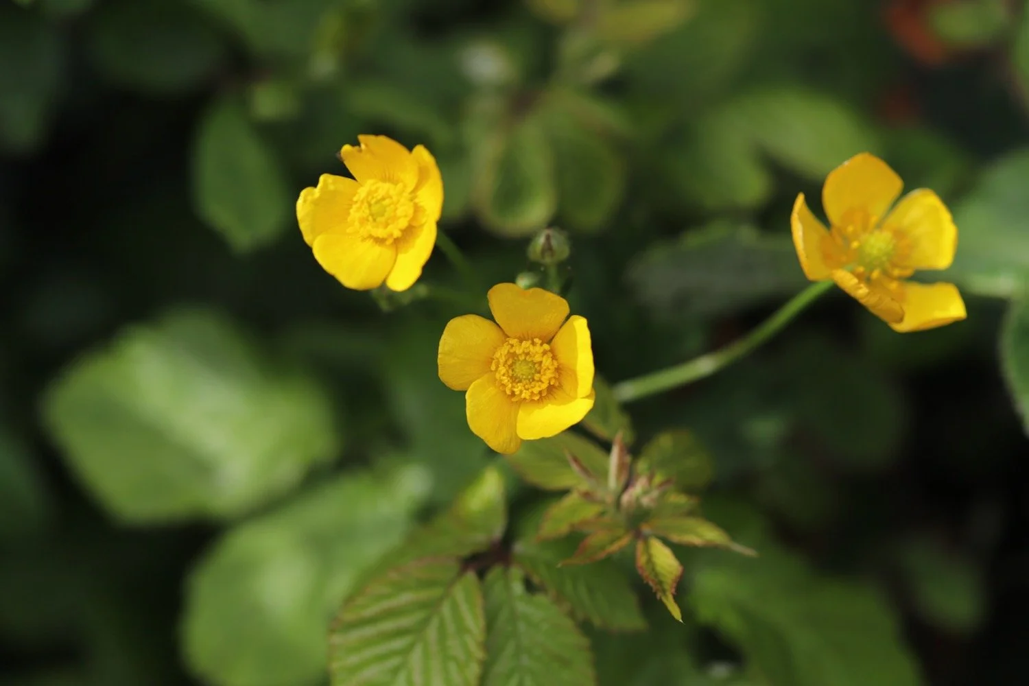 wildflowers 15.jpeg