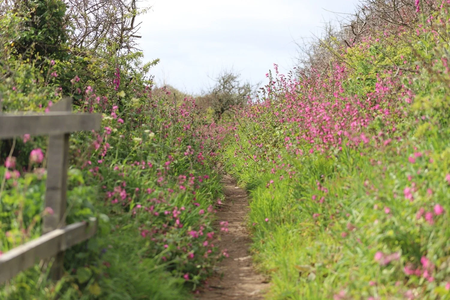 wildflowers 16.jpeg