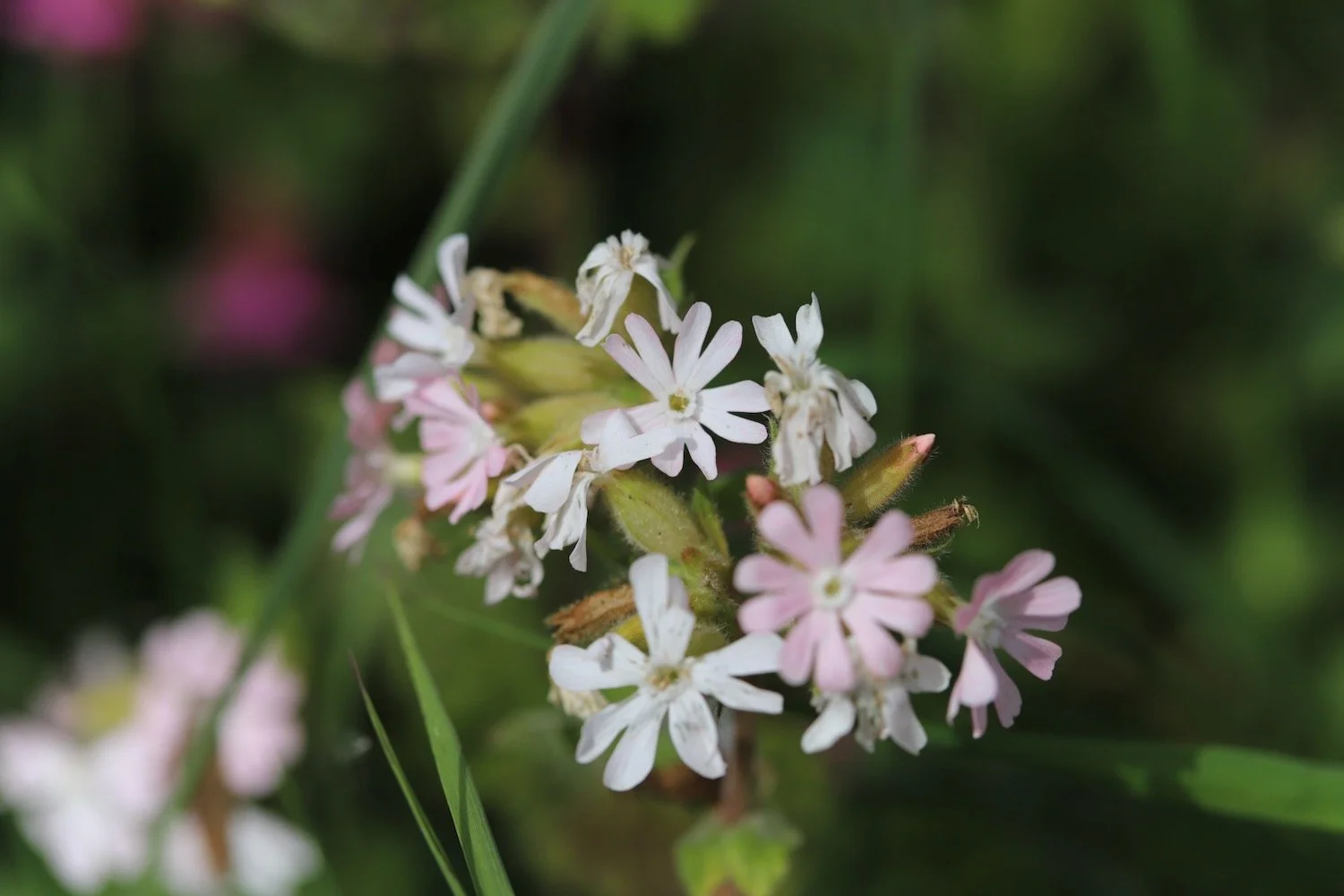 wildflowers 17.jpeg