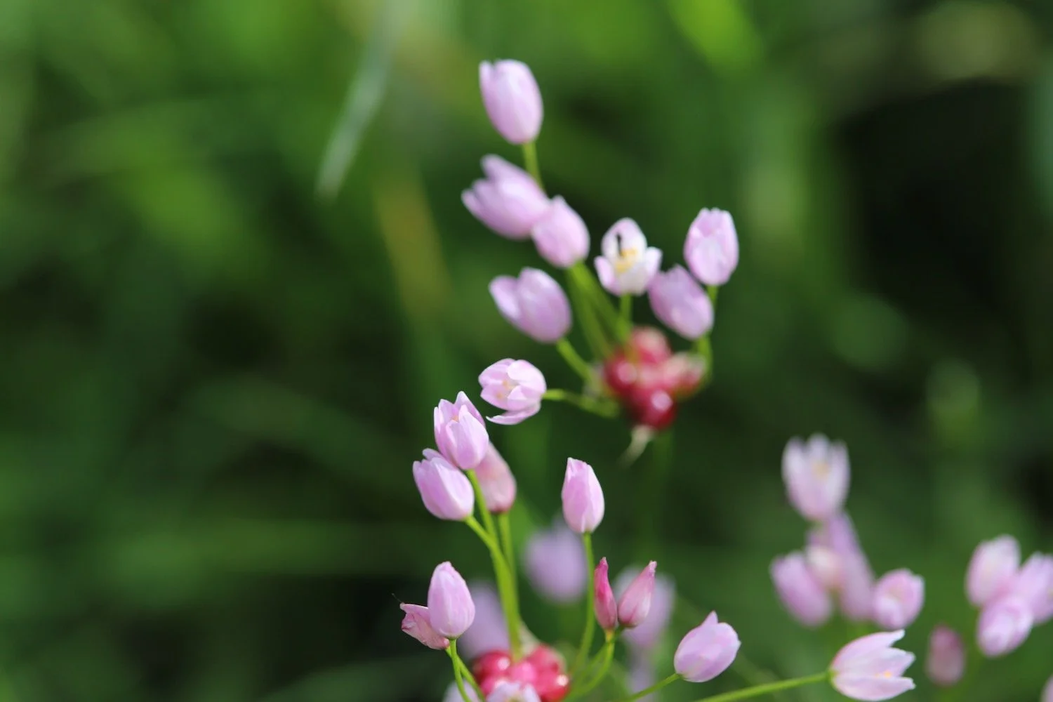 wildflowers 18.jpeg