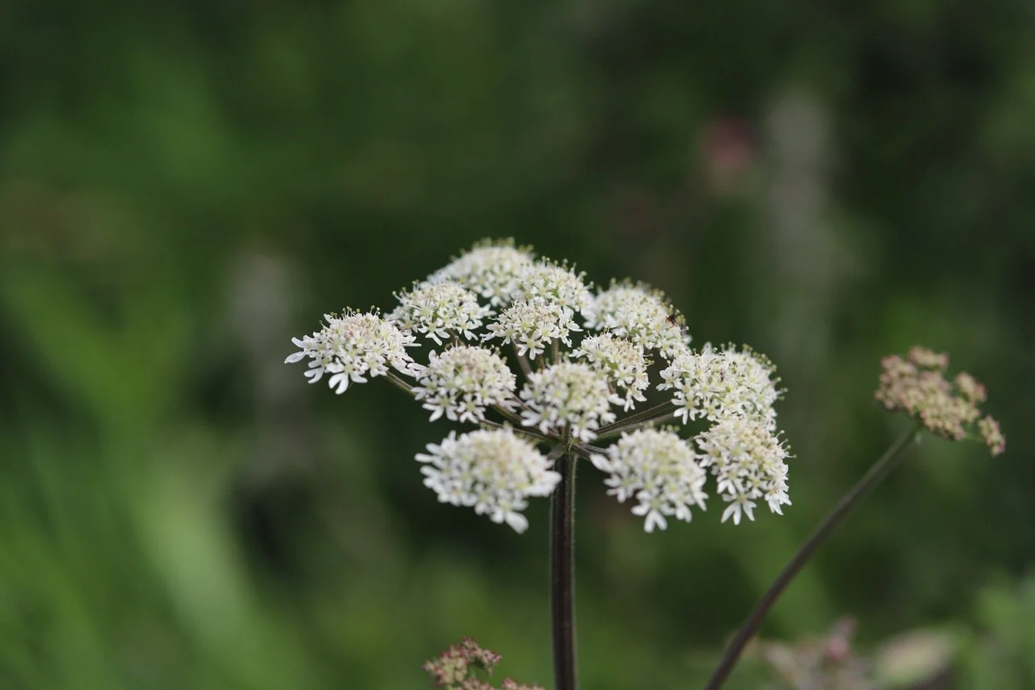 wildflowers 19.jpeg