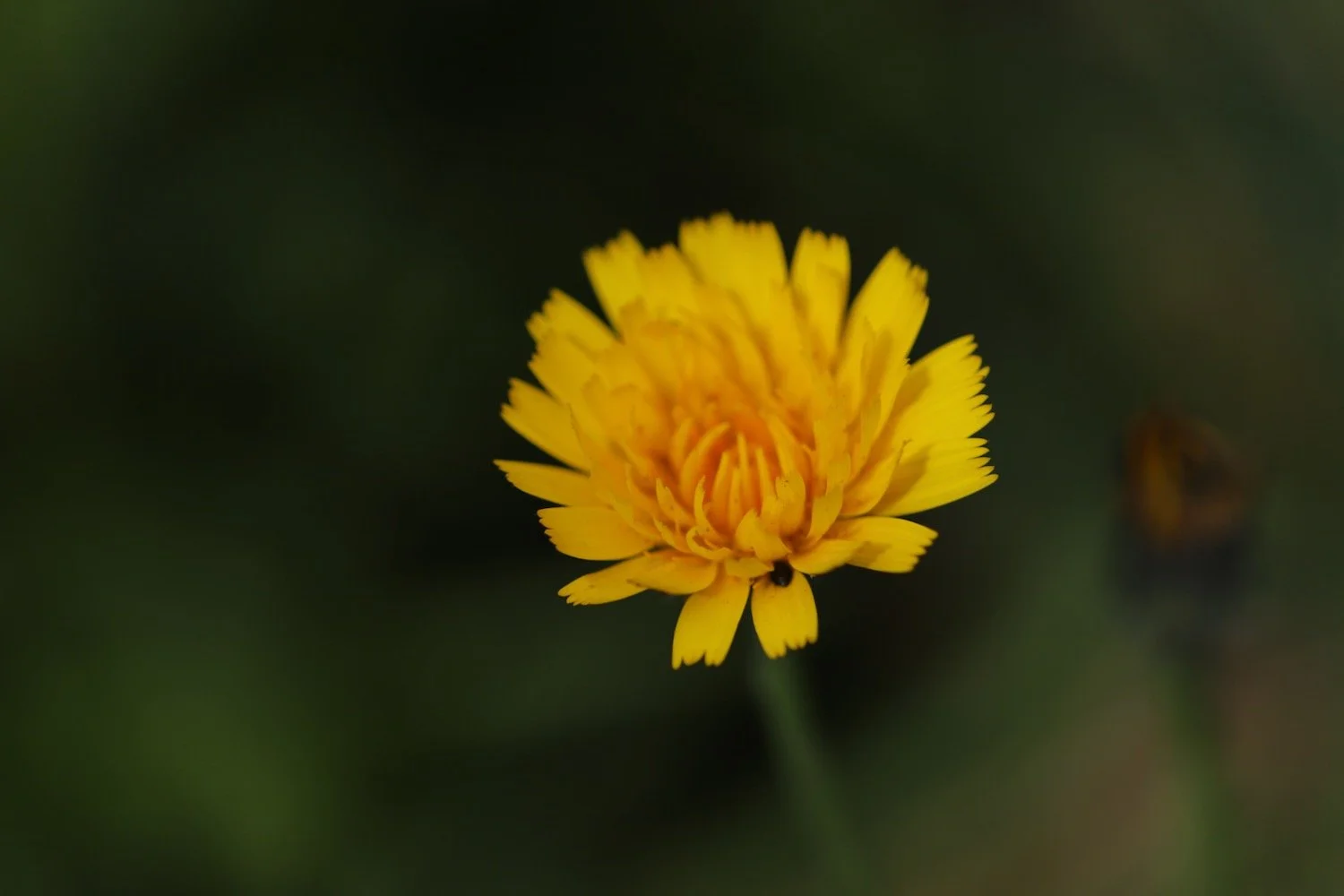 wildflowers 20.jpeg