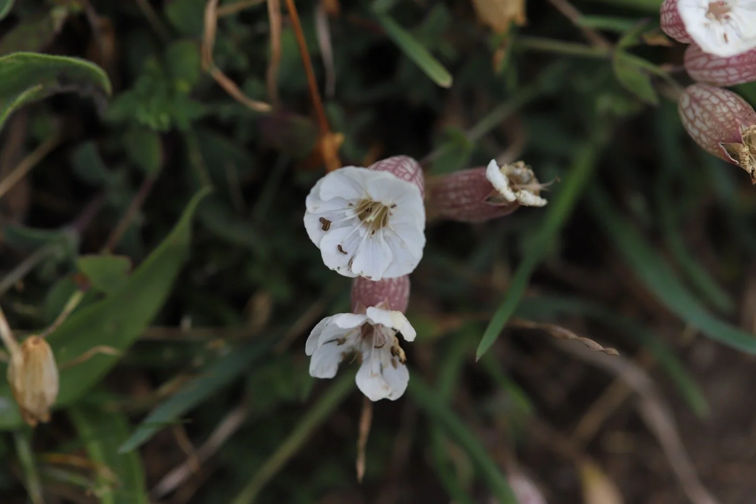 wildflowers 21.jpeg