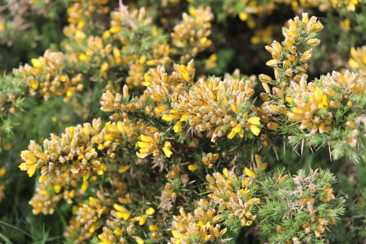 wildflowers 22.jpeg
