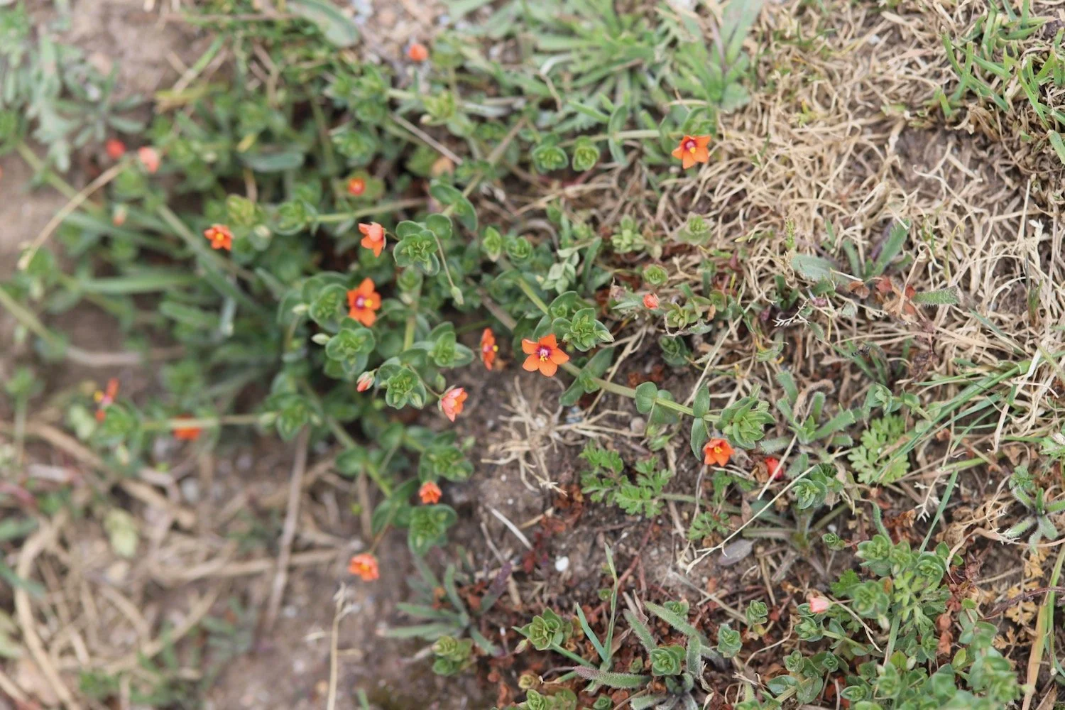 wildflowers 23.jpeg