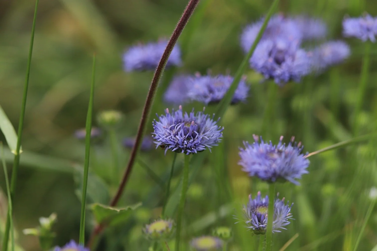 wildflowers 24.jpeg