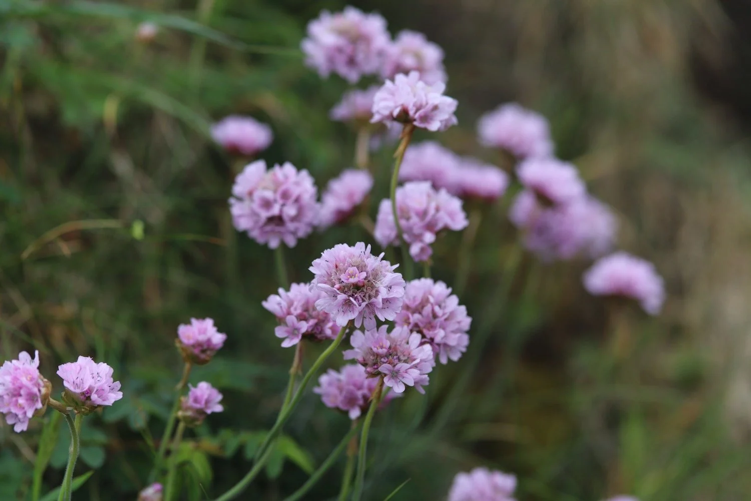 wildflowers 25.jpeg