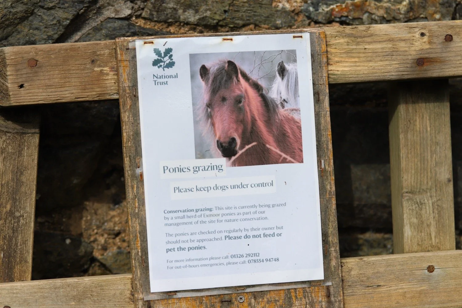 exmoor ponies 1.jpeg